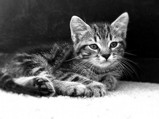 Illustration for article titled Shooting Challenge Pets Gallery 2